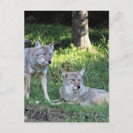 Coyote Collection Postkarte (Vorderseite)