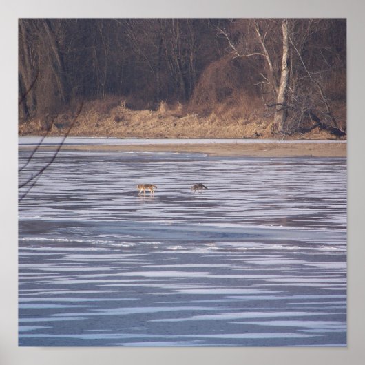 Coyote Crossing Poster (Vorne)
