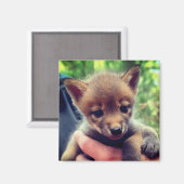 Coyote Cub Magnet (Vorderseite/Rückseite)