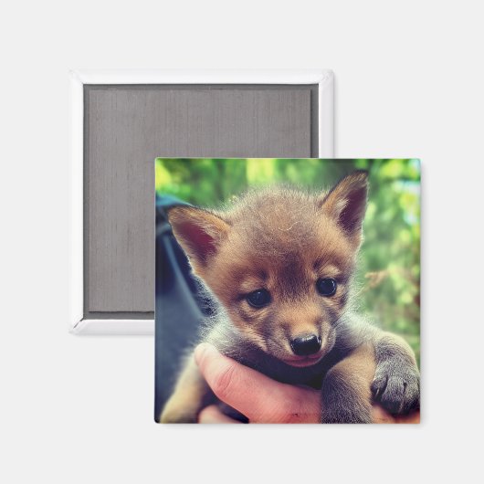 Coyote Cub Magnet (Vorderseite/Rückseite)