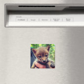 Coyote Cub Magnet (In Situ (Geschirrspüler))