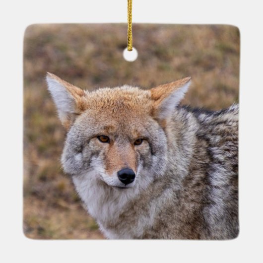 Coyote Dog Ornament (Rückseite)