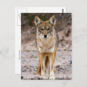 Coyote Encounter Postkarte (Vorne/Hinten)