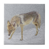 Coyote Fliese (Vorderseite)