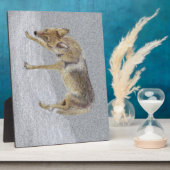 Coyote Fotoplatte (Seite)