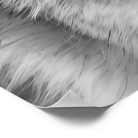 Coyote Head Portrait Schwarz-weiß Poster (Ecke)