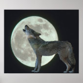 Coyote Howling am Mond Poster (Vorne)