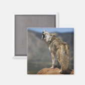 Coyote Howling von High Point Magnet (Vorderseite/Rückseite)