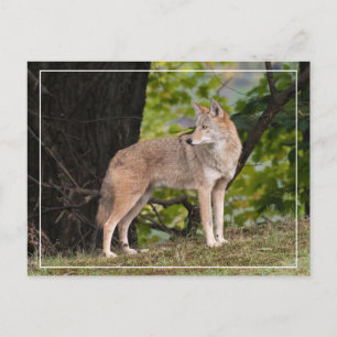 Coyote Hübsche Postkarte