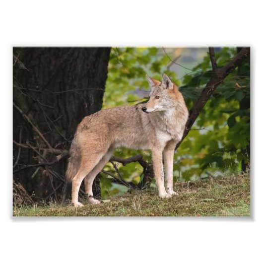 Coyote Hübsches Foto drucken (Vorne)