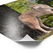 Coyote Hübsches Foto drucken (Ecke)