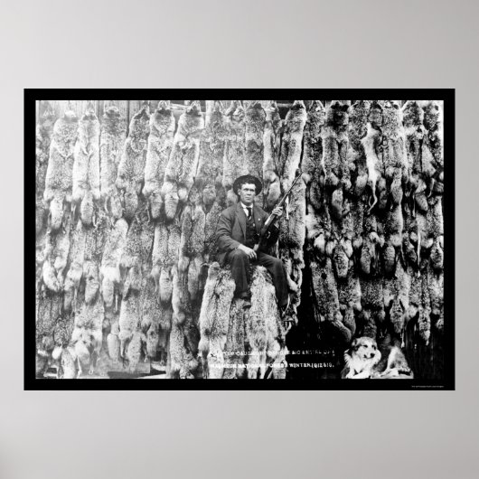 Coyote Hunter Mitte über 60 Pelts 1913 Poster (Vorne)