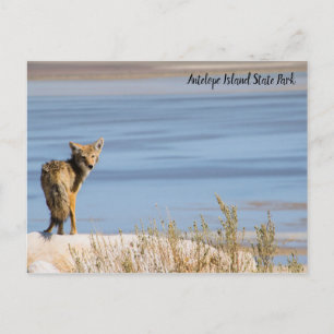 Coyote im Antelope Island Staat Park Postkarte