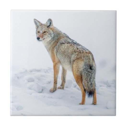 Coyote im Schnee Fliese (Vorderseite)