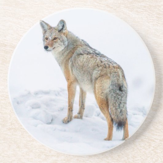 Coyote im Schnee Getränkeuntersetzer (Vorne)