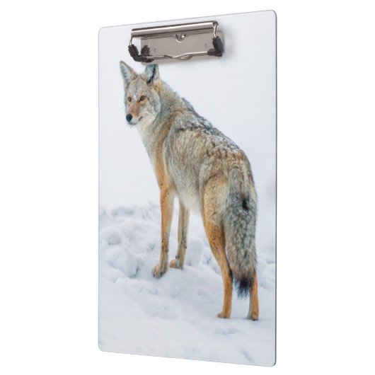 Coyote im Schnee Klemmbrett (Links)