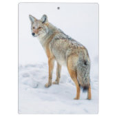 Coyote im Schnee Klemmbrett (Rückseite)