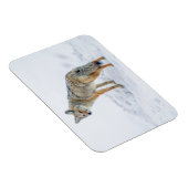 Coyote im Schnee Magnet (Rechte Seite)