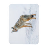 Coyote im Schnee Magnet (Vertikal)
