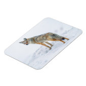 Coyote im Schnee Magnet (Linke Seite)