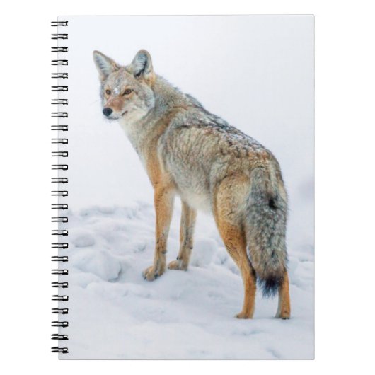 Coyote im Schnee Notizblock (Vorderseite)