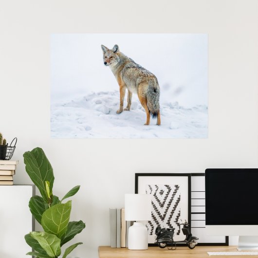 Coyote im Schnee Poster (Heimbüro)