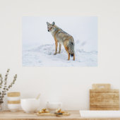 Coyote im Schnee Poster (Küche)