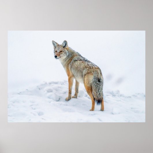 Coyote im Schnee Poster (Vorne)