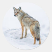 Coyote im Schnee Runder Aufkleber (Vorderseite)