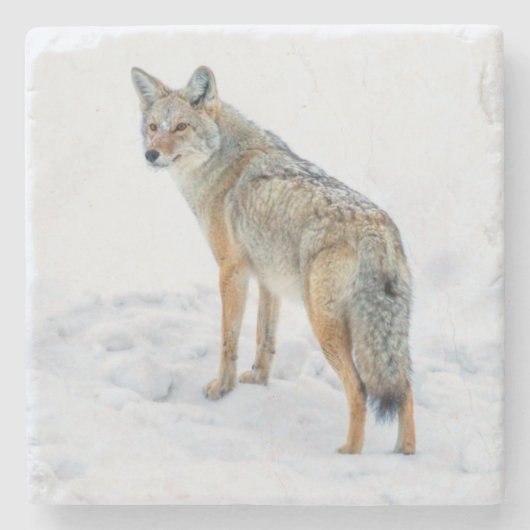 Coyote im Schnee Steinuntersetzer (Vorderseite)