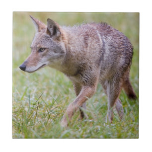 Coyote in field, Cades Cove Fliese