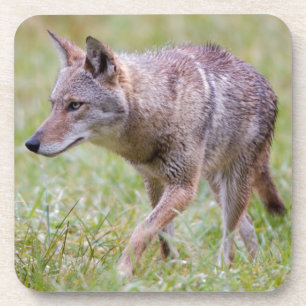 Coyote in field, Cades Cove Getränkeuntersetzer