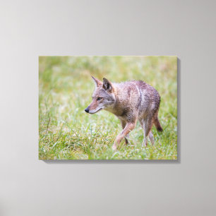 Coyote in field, Cades Cove Leinwanddruck
