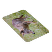 Coyote in field, Cades Cove Magnet (Rechte Seite)