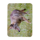 Coyote in field, Cades Cove Magnet (Vertikal)