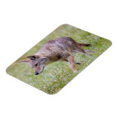 Coyote in field, Cades Cove Magnet (Linke Seite)