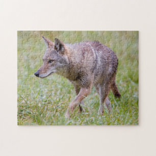 Coyote in field, Cades Cove Puzzle