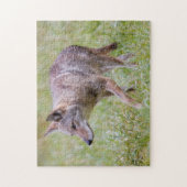 Coyote in field, Cades Cove Puzzle (Vertikal)