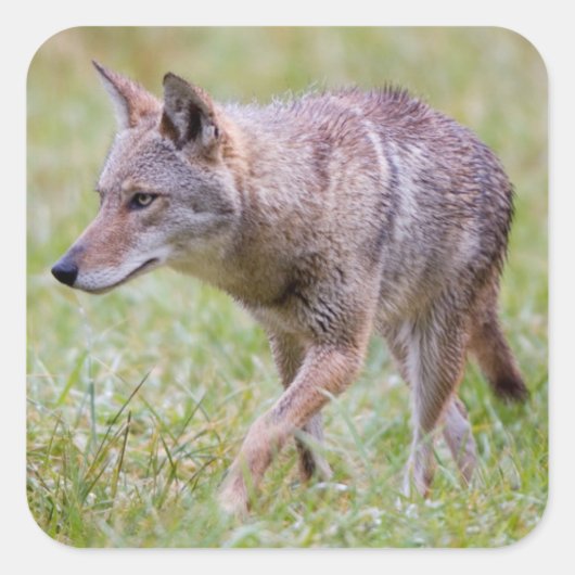 Coyote in field, Cades Cove Quadratischer Aufkleber (Vorderseite)