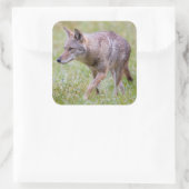 Coyote in field, Cades Cove Quadratischer Aufkleber (Tasche)