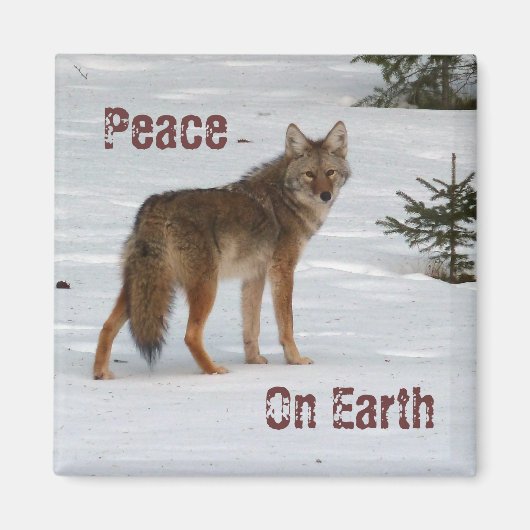 Coyote in Snow Magnet (Vorne)