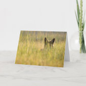 Coyote in Sonnenlicht gefaltete Grußkarte Karte (Vorderseite)