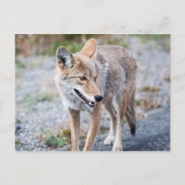 Coyote in Yellowstone Nationalpark Postkarte