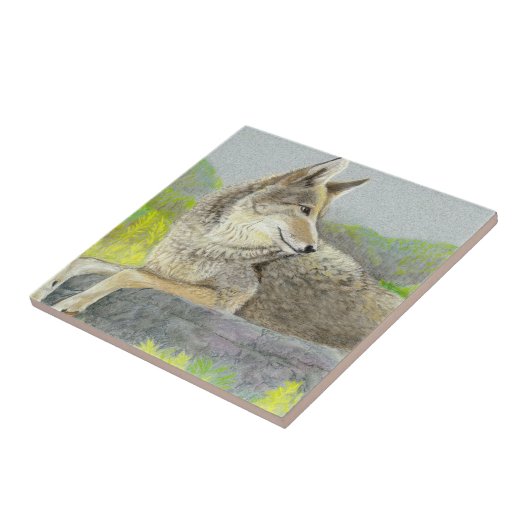 Coyote Keramik Tile Fliese (Seite)