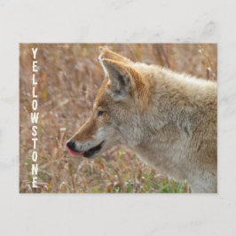 Coyote Lamar Valley Yellowstone Nationalpark Postkarte