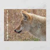 Coyote Lamar Valley Yellowstone Nationalpark Postkarte (Vorderseite)