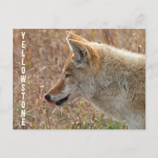 Coyote Lamar Valley Yellowstone Nationalpark Postkarte (Vorderseite)