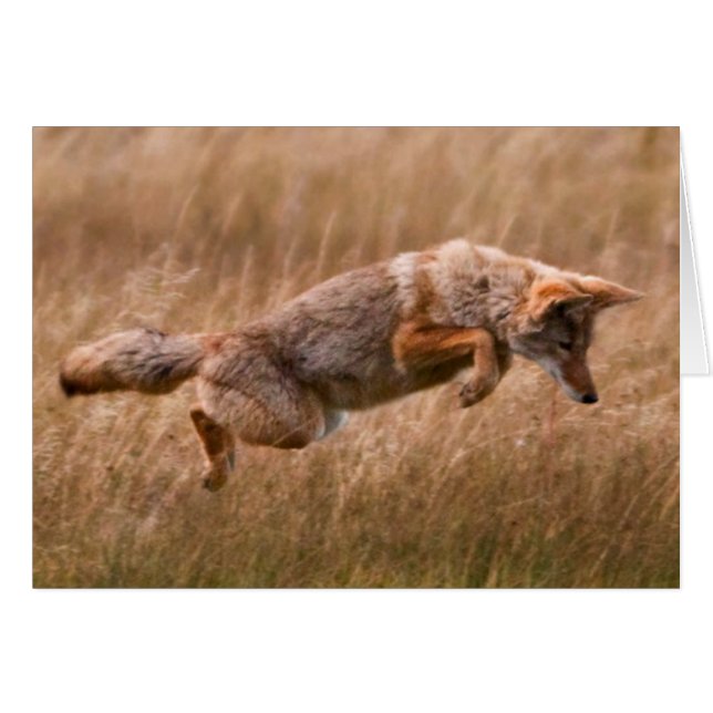 Coyote Leaping - Gibbon Meadows (Vorderseite (Horizontal))