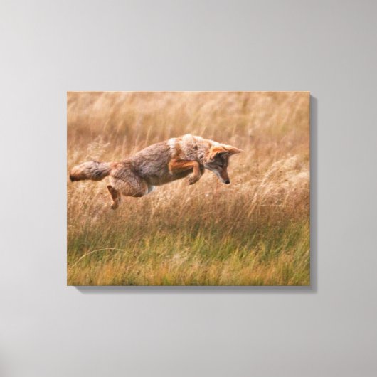 Coyote Leaping - Gibbon Meadows Leinwanddruck (Vorderseite)
