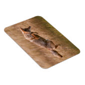 Coyote Leaping - Gibbon Meadows Magnet (Rechte Seite)